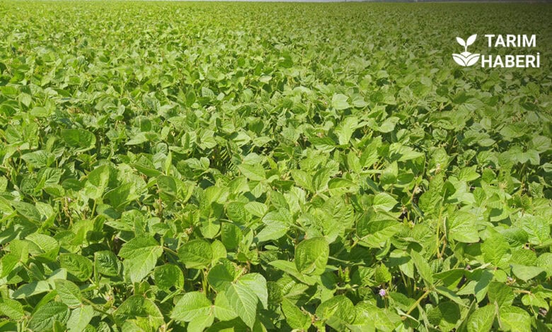 Soya üreticilerine ek temel destekler