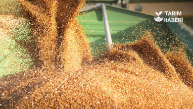 TİGEM 2025 yılı hububat tohumu fiyatları açıklandı