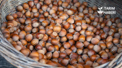 TMO 2025-2026 fındık alım fiyatları