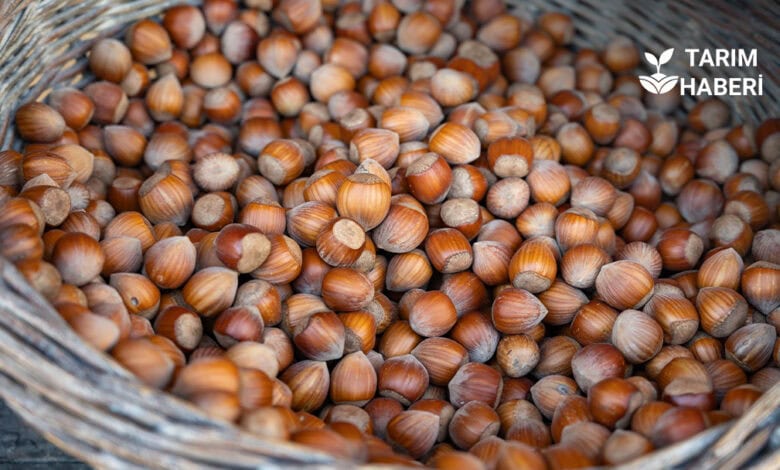 TMO 2025-2026 fındık alım fiyatları