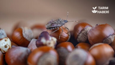 Trabzon'da kahverengi kokarca mücadelesi