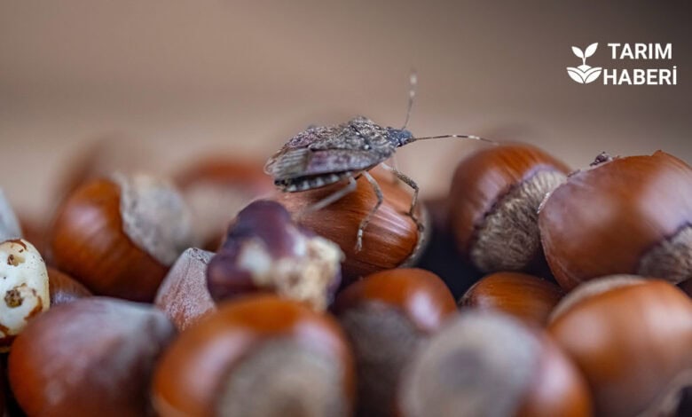 Trabzon'da kahverengi kokarca mücadelesi