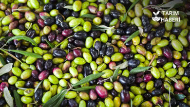 Türk zeytinyağı ihracatında ABD pazarı rekoru
