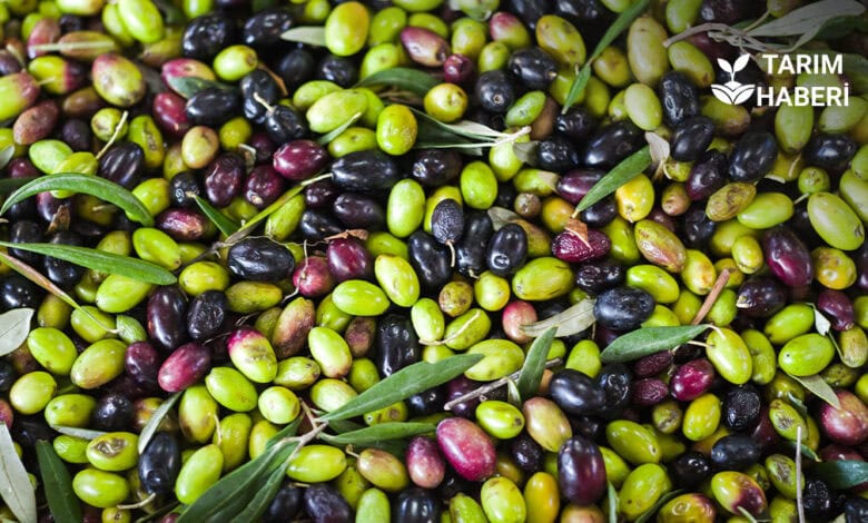 Türk zeytinyağı ihracatında ABD pazarı rekoru