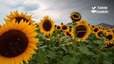Uşak'ta ayçiçeği ekim alanları arttı