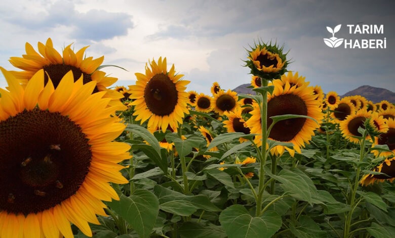 Uşak'ta ayçiçeği ekim alanları arttı