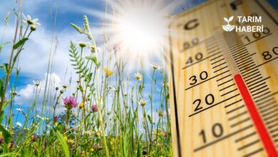 Yüksek sıcaklıklar tarımı ve çevreyi olumsuz etkiledi