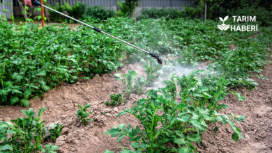 Bakan Yumaklı, pestisit kullanımını azlatmaya yönelik yapılan çalışmaları anlattı