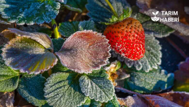 Tarsim don hasarı ödemeleri , orman yangınları ve şapla mücadele