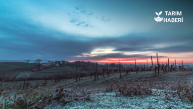Fındık üreticilerine zirai don tazminatı