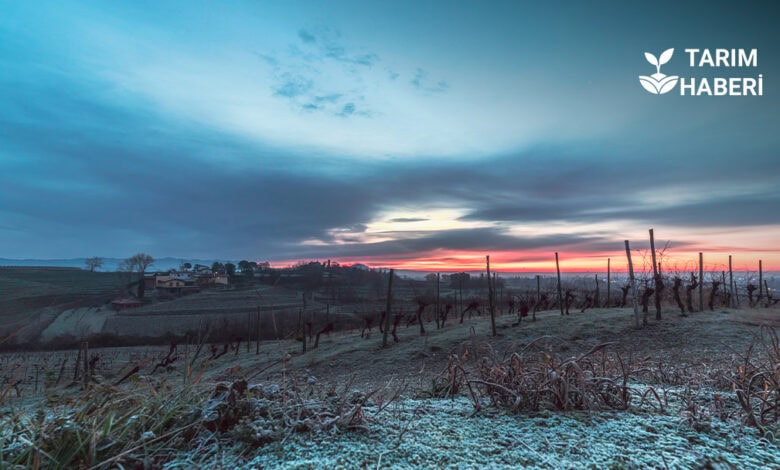 Fındık üreticilerine zirai don tazminatı