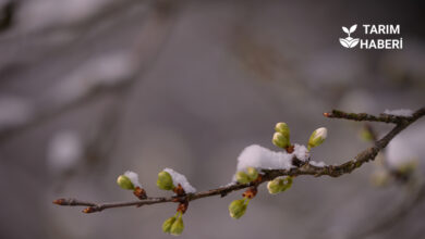 Zirai dondan etkilenen üreticilere destek ödemeleri yapılacak