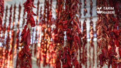 Kırmızı altın olarak bilinen acı biber üretimi geleneği risk altında