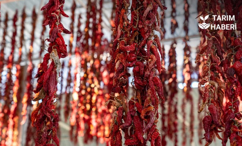 Kırmızı altın olarak bilinen acı biber üretimi geleneği risk altında