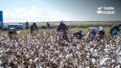 Adana’da pamuk hasadı başladı, ekim alanları azaldı