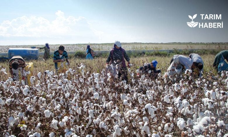 Adana’da pamuk hasadı başladı, ekim alanları azaldı