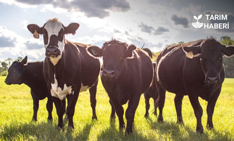 Atatürk Üniversitesi'nden hayvancılıkta ağırlık hesabı için temassız ölçüm sistemi