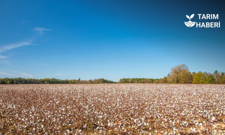 Söke’de pamuk hasadı