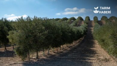 CHP, Zeytin-Maden Yasası'nın iptali için AYM'ye başvurdu.