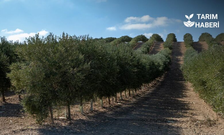 CHP, Zeytin-Maden Yasası'nın iptali için AYM'ye başvurdu.