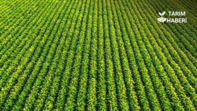 Bitki sıklığı ve sıra arası verim