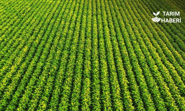 Bitki sıklığı ve sıra arası verim