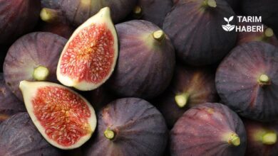 Bursa siyah incirine gümrük engeli