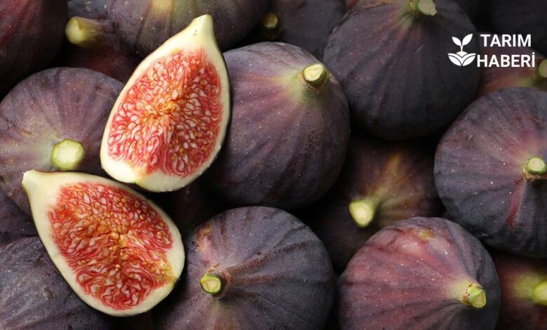 Bursa siyah incirine gümrük engeli