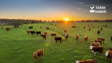 Buzağı desteği başvuru ödemeleri