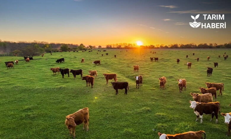 Buzağı desteği başvuru ödemeleri