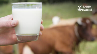 Ekim-Aralık 2025 çiğ süt referans fiyatı