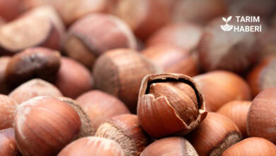 Türkiye 2024-2025 fındık ihracatında rekor