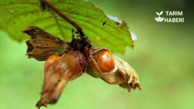 Fındık alımında vadeli çek uyarısı