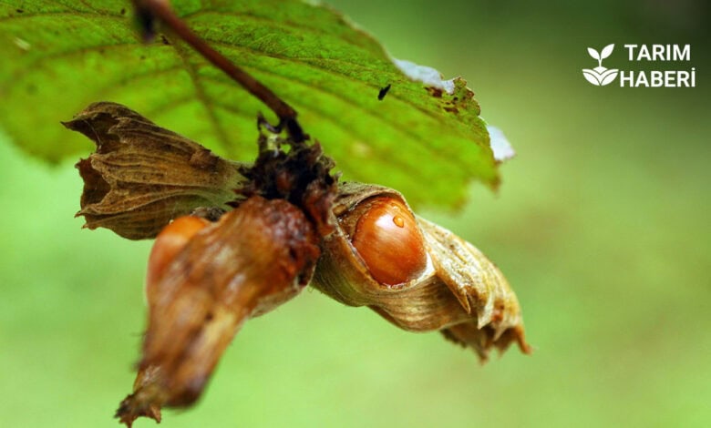 Fındık alımında vadeli çek uyarısı