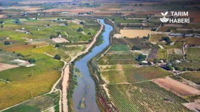 Gediz Nehri kuruma noktasına geldi