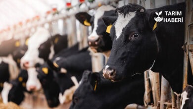 Hayvan pazarları birçok ilde açıldı