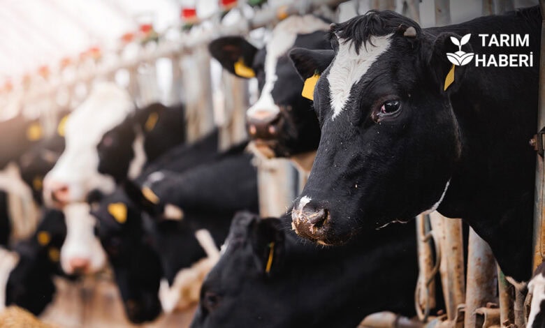 Hayvan pazarları birçok ilde açıldı