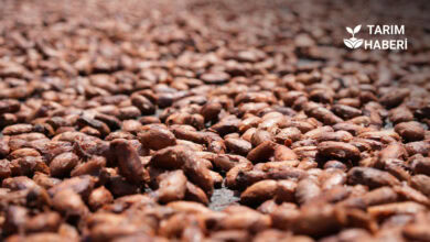 Hububat ihracat miktarı düştü, gelir arttı.