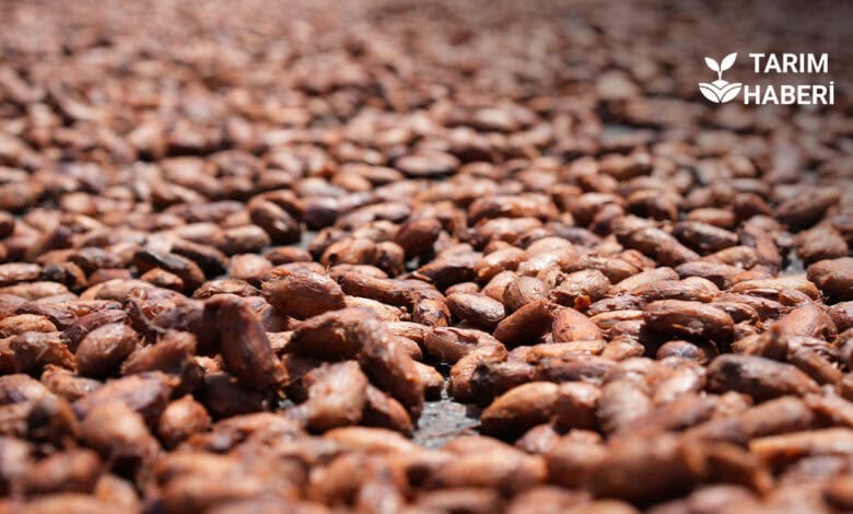 Hububat ihracat miktarı düştü, gelir arttı.