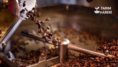 Küresel Arabica kahve fiyatları artışta