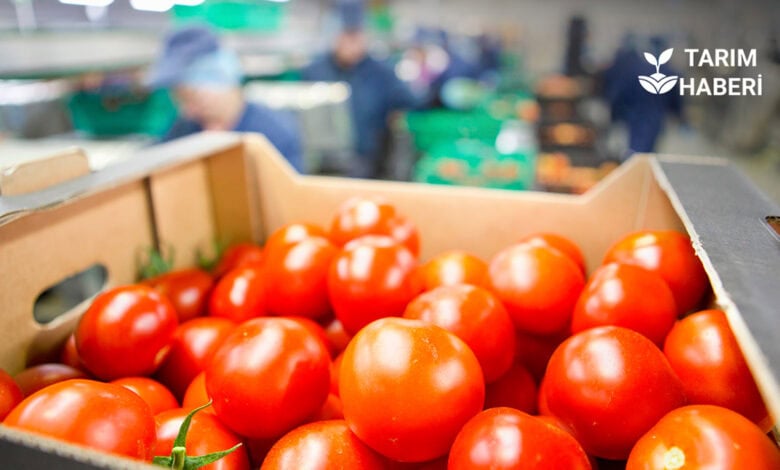 Küresel tahıl ticaretinde yeni risk dalgası