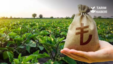 Tarım ve Orman Bakanlığı Orta Vadeli Program'ı yayınladı