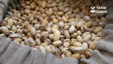 Şanlıurfa’da fıstık rekoltesi düştü, fiyatlar katlandı