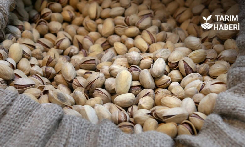 Şanlıurfa’da fıstık rekoltesi düştü, fiyatlar katlandı