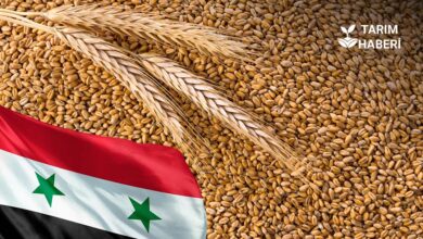 Suriye ekmeklik buğday ithalatı