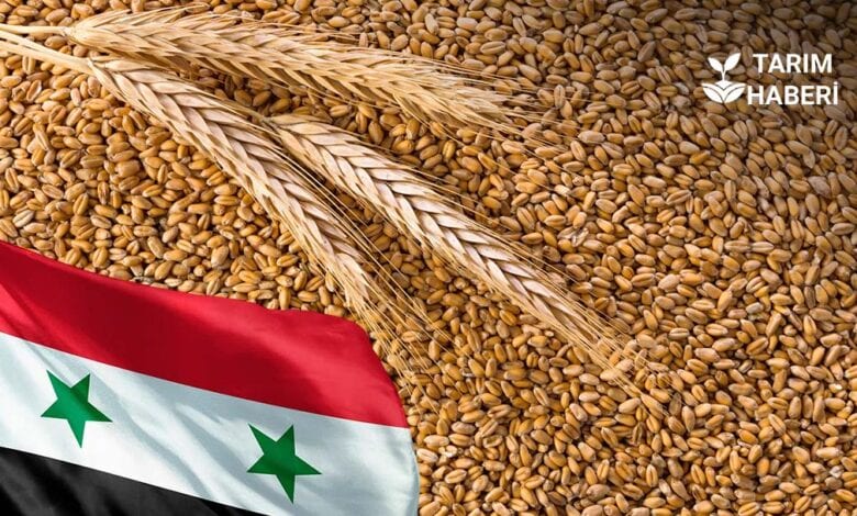 Suriye ekmeklik buğday ithalatı