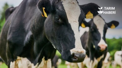 Tarım-ÜFE Ağustos’ta sert düştü