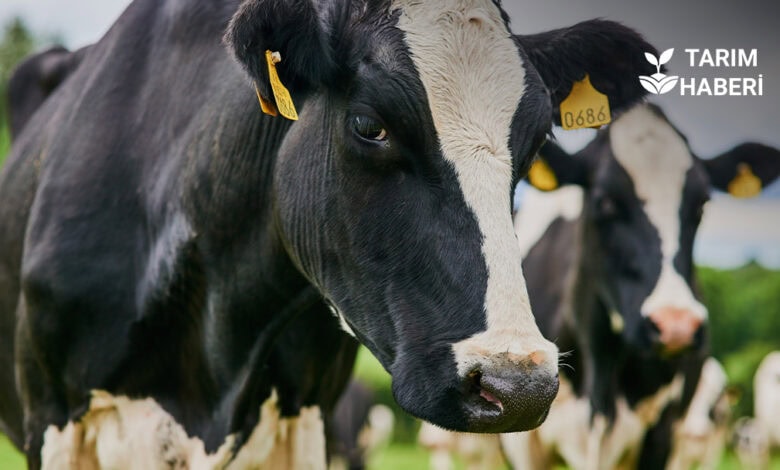 Tarım-ÜFE Ağustos’ta sert düştü