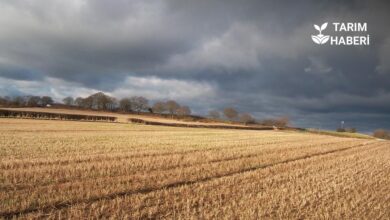 Boş tarlalar Kasım ayı itibarıyla kiraya çıkacak