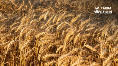 TMO, çiftçilere ürün alımları karşılığındaki 5,2 milyar liralık ödemeyi gerçekleştirdi